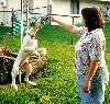 Dixie Jumping for a Treat, August 1999