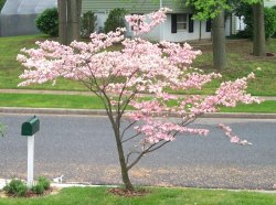 Dogwood