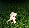 Dixie Enjoys a Raw Green Tomato, August 1999