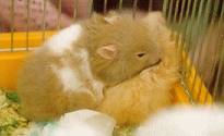 Simon & Garfunkel, Fall 1996